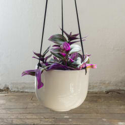 Tradescantia zebrina